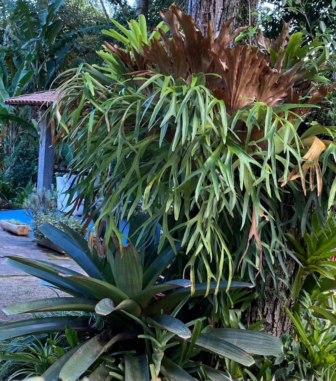 מיגל פריירה Pousada Casa Do Ipe Amarelo מראה חיצוני תמונה